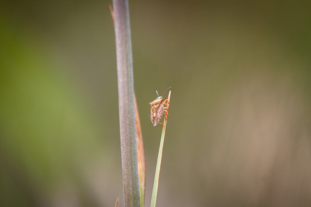 a bug on a stick