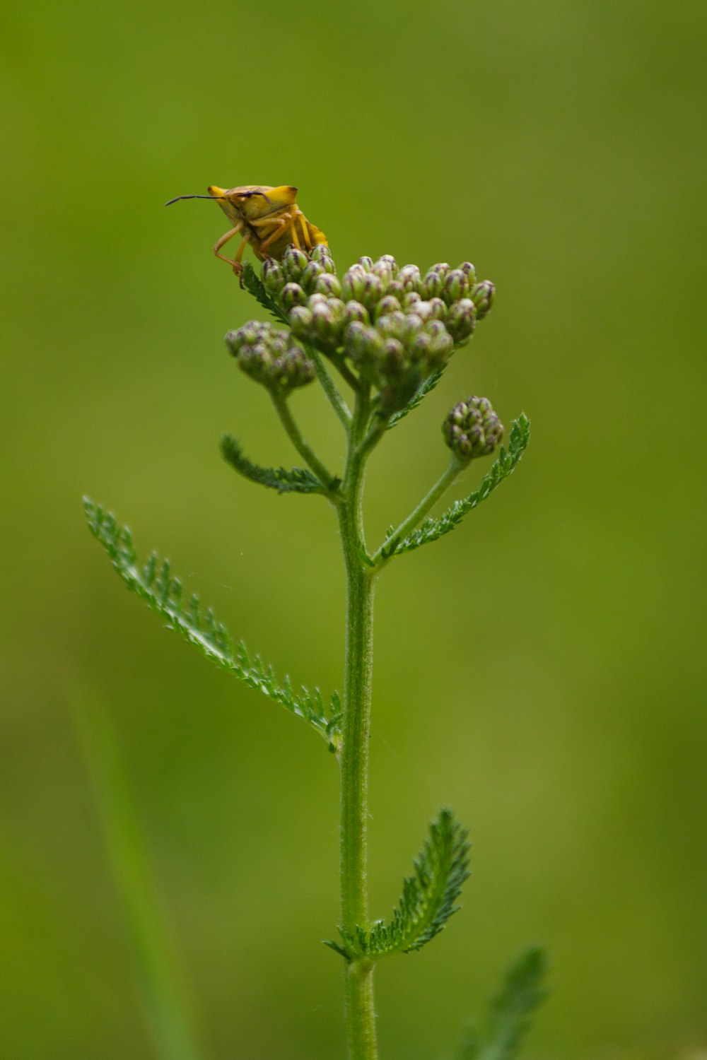 a bee on a flower