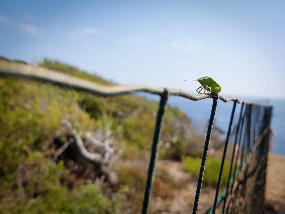 a lizard on a fence