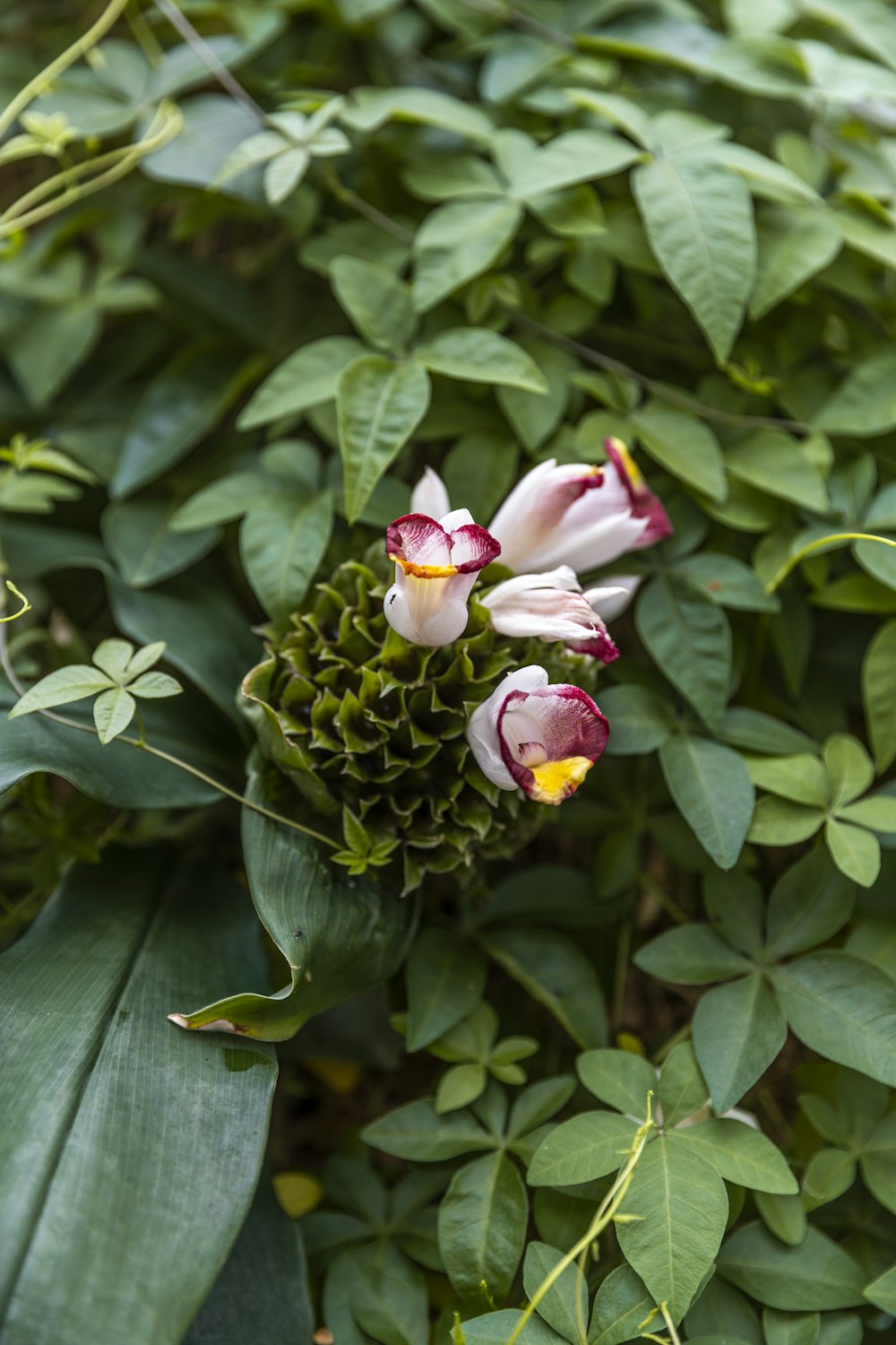 a group of flowers on a plant