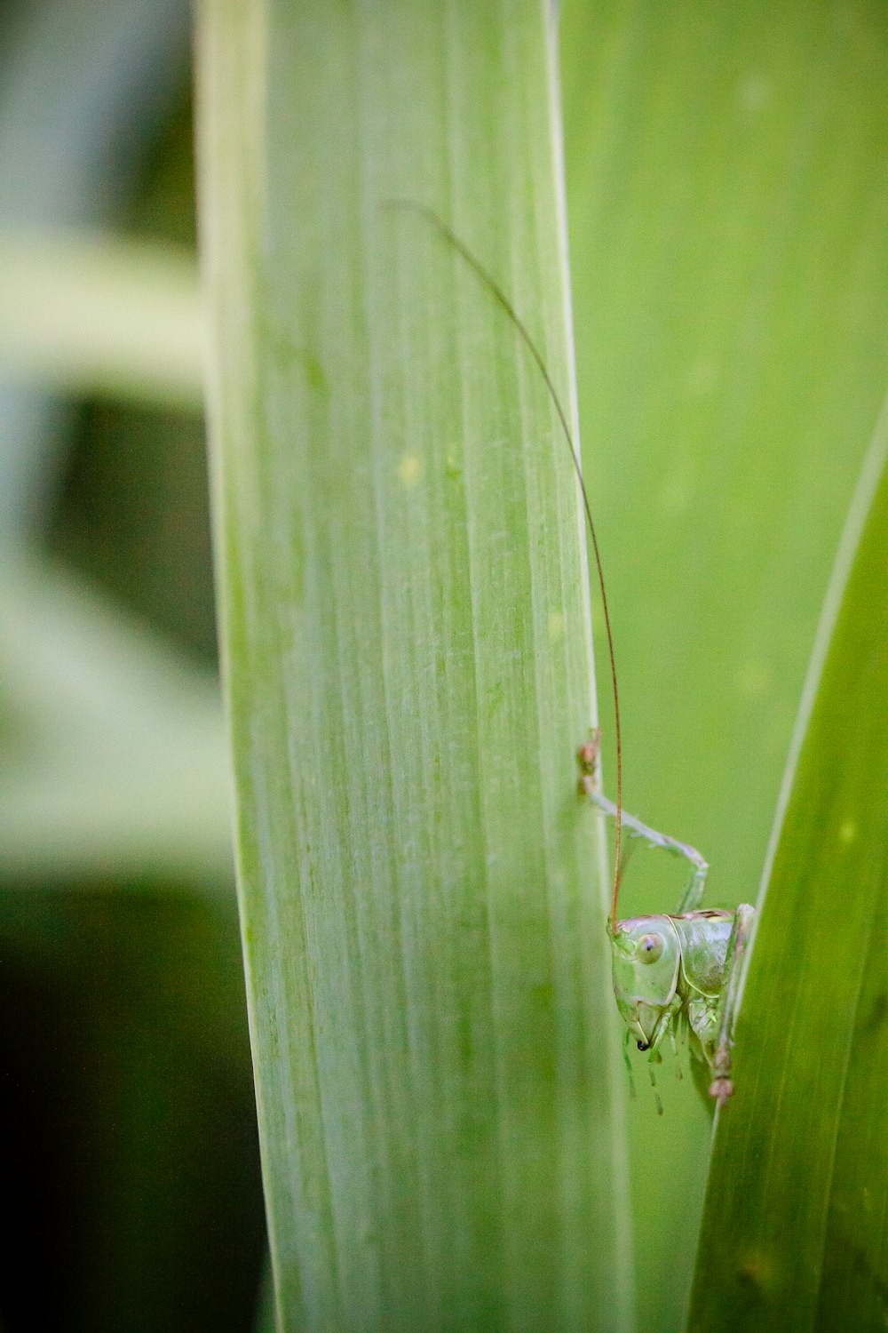 a bug on a leaf