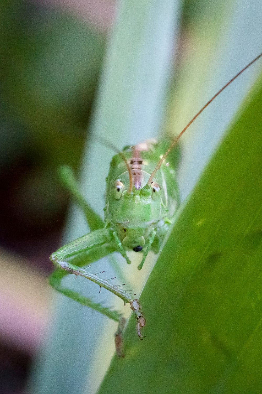 a close up of a bug