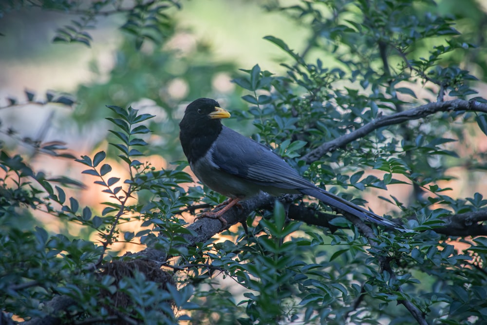 a bird sits on a branch