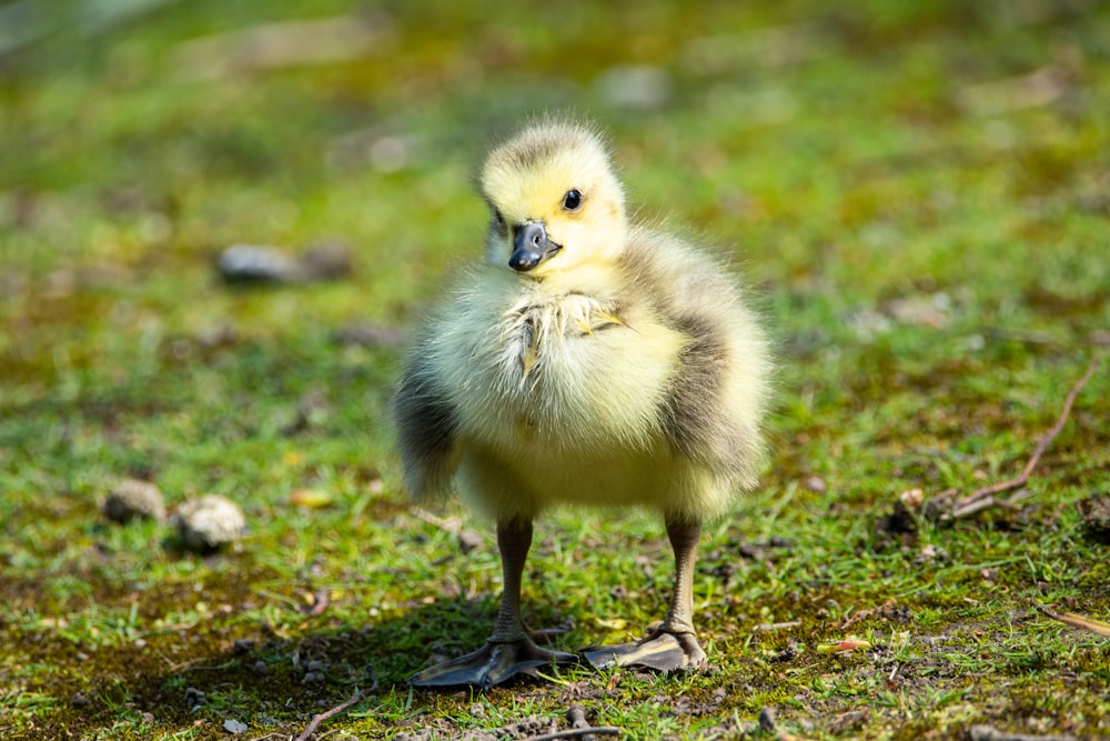a baby duck standing on grass