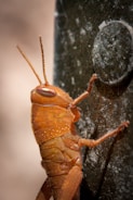 A close-up of an orange insect with a segmented body and long antennae climbing a textured vertical surface. The insect has visible detailed patterns on its exoskeleton and is positioned adjacent to a circular object on the surface.