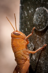 A close-up of an orange insect with a segmented body and long antennae climbing a textured vertical surface. The insect has visible detailed patterns on its exoskeleton and is positioned adjacent to a circular object on the surface.