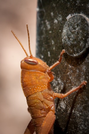 A close-up of an orange insect with a segmented body and long antennae climbing a textured vertical surface. The insect has visible detailed patterns on its exoskeleton and is positioned adjacent to a circular object on the surface.