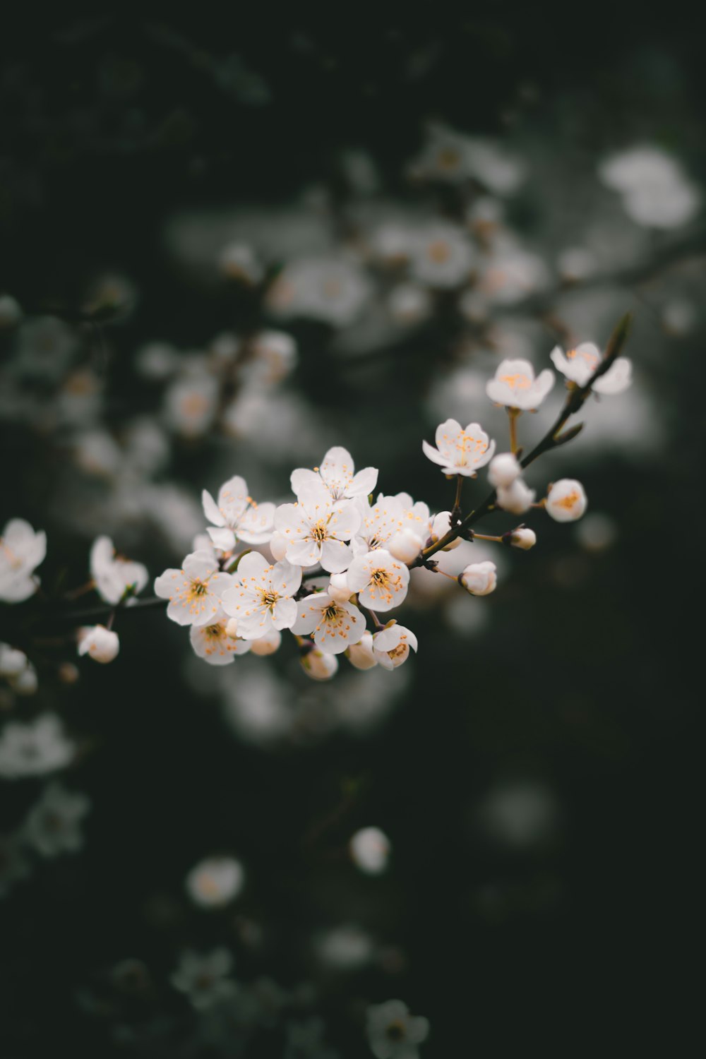 close up of flowers