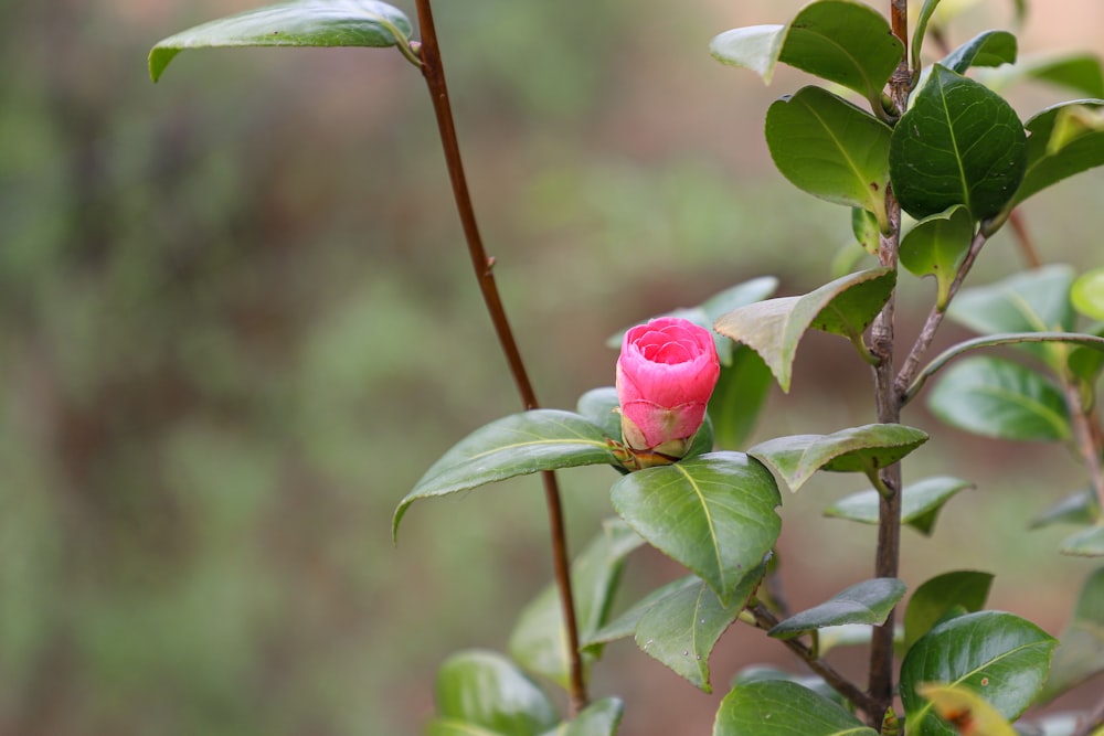 a pink flower on a branch