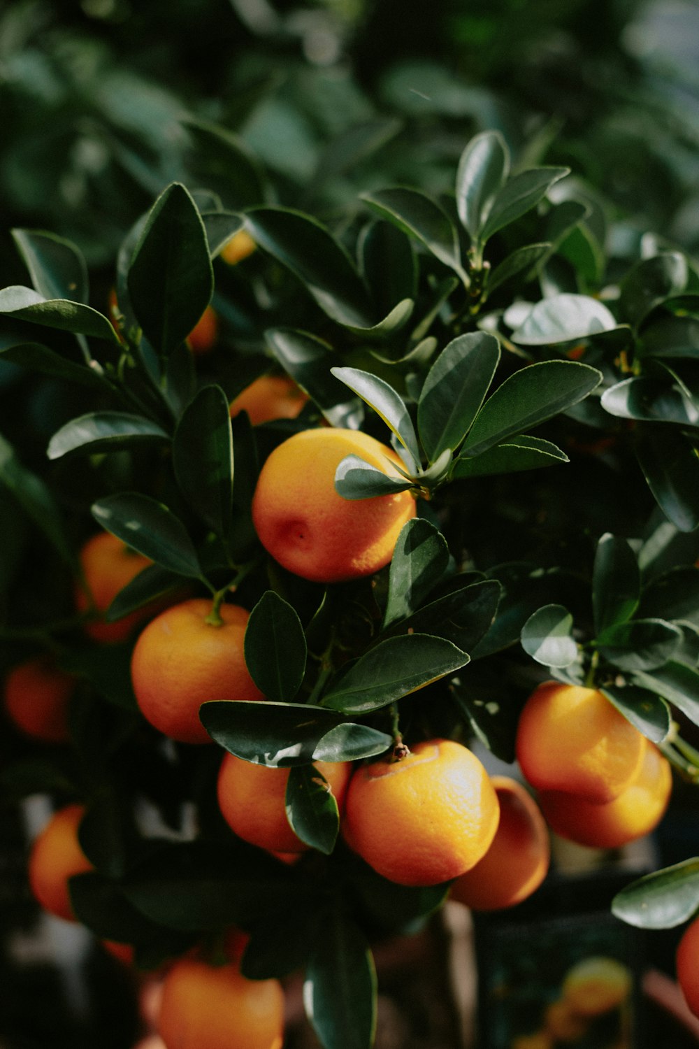 oranges growing on a tree