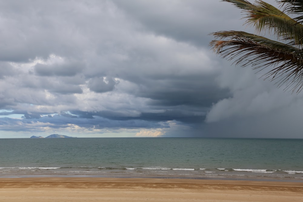 a beach with a palm tree and water with a cloudy sky