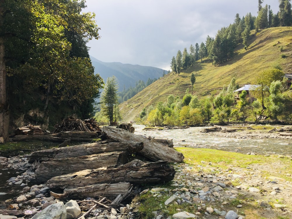 a river running through a forest