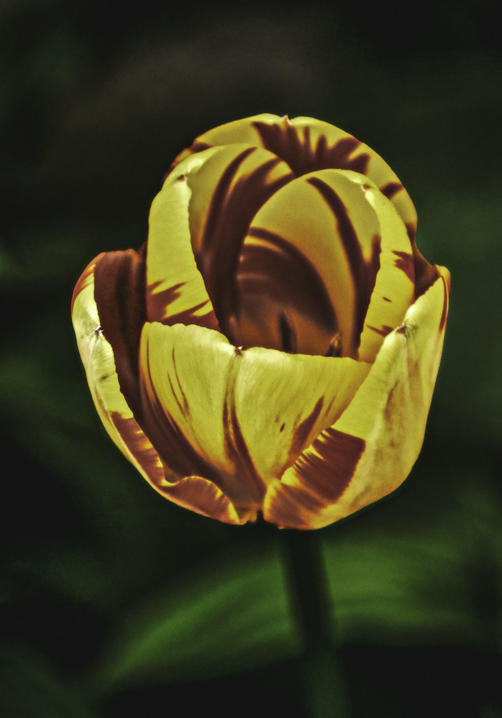 a close up of a flower