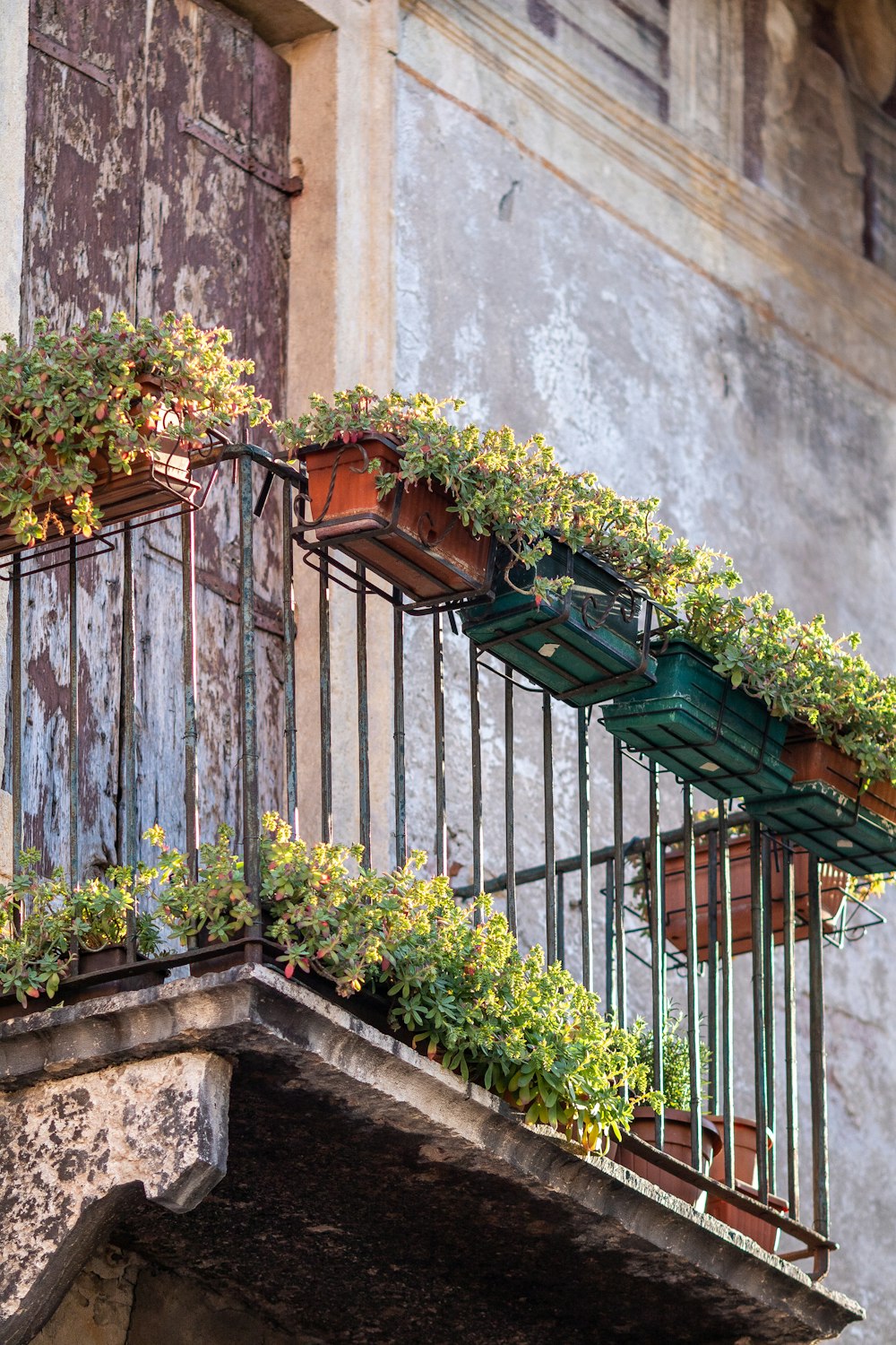 a row of potted plants on a balcony