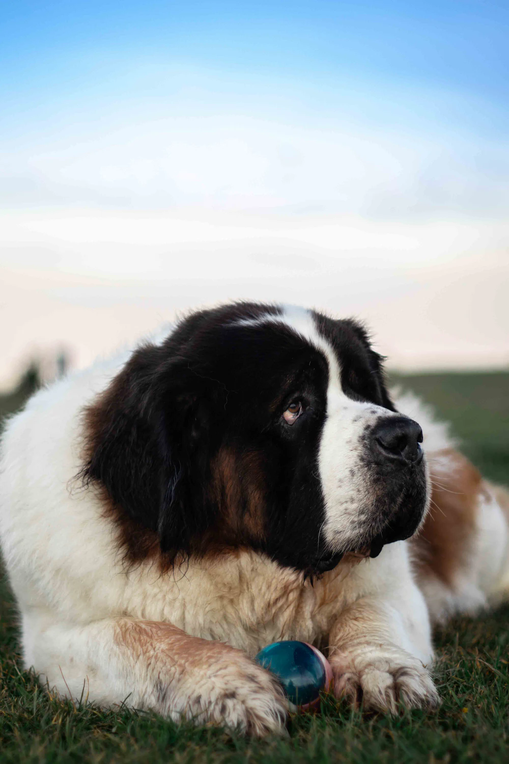 Saint Bernard, photo 5