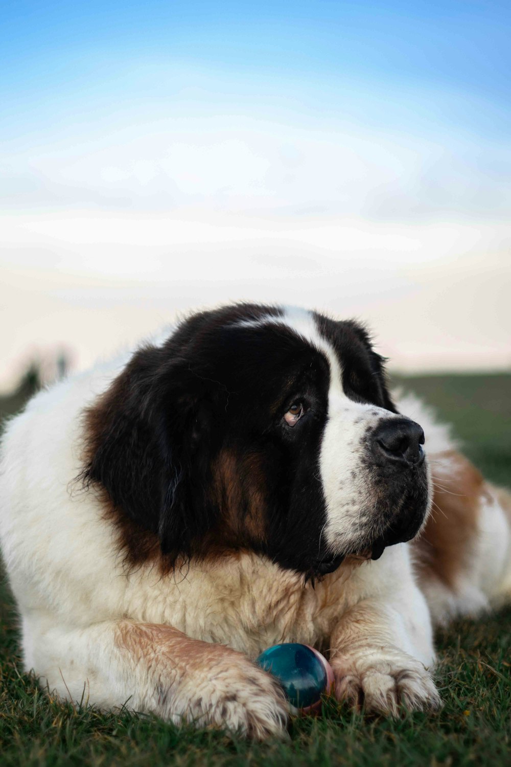 a dog lying on grass