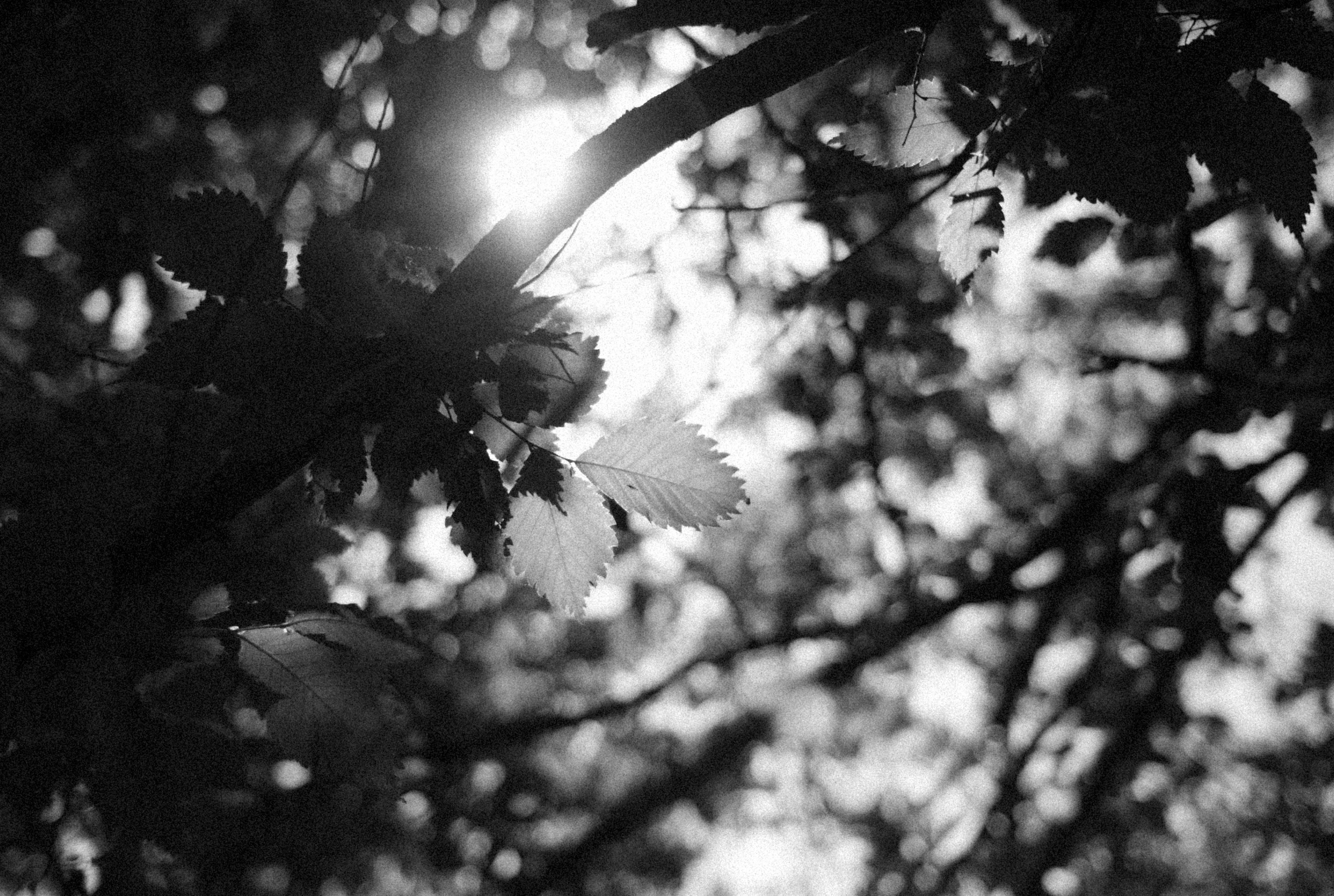 Photo by alexeydemidov