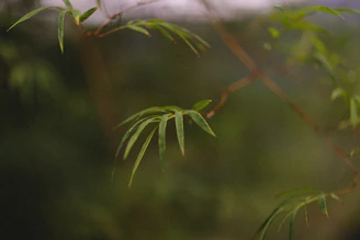 Soft sage green leaves gently swaying against a neutral background.