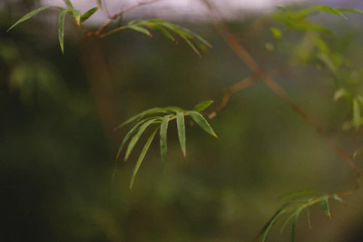 Soft sage green leaves gently swaying against a neutral background.