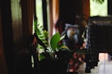 A dimly lit room with a window allowing natural light. A potted plant with lush green leaves is in the foreground, adding a touch of nature to the space. To the right, clothes hang over a chair or similar object, adding a casual and homely vibe. The environment suggests a relaxed and informal setting.