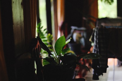 A dimly lit room with a window allowing natural light. A potted plant with lush green leaves is in the foreground, adding a touch of nature to the space. To the right, clothes hang over a chair or similar object, adding a casual and homely vibe. The environment suggests a relaxed and informal setting.