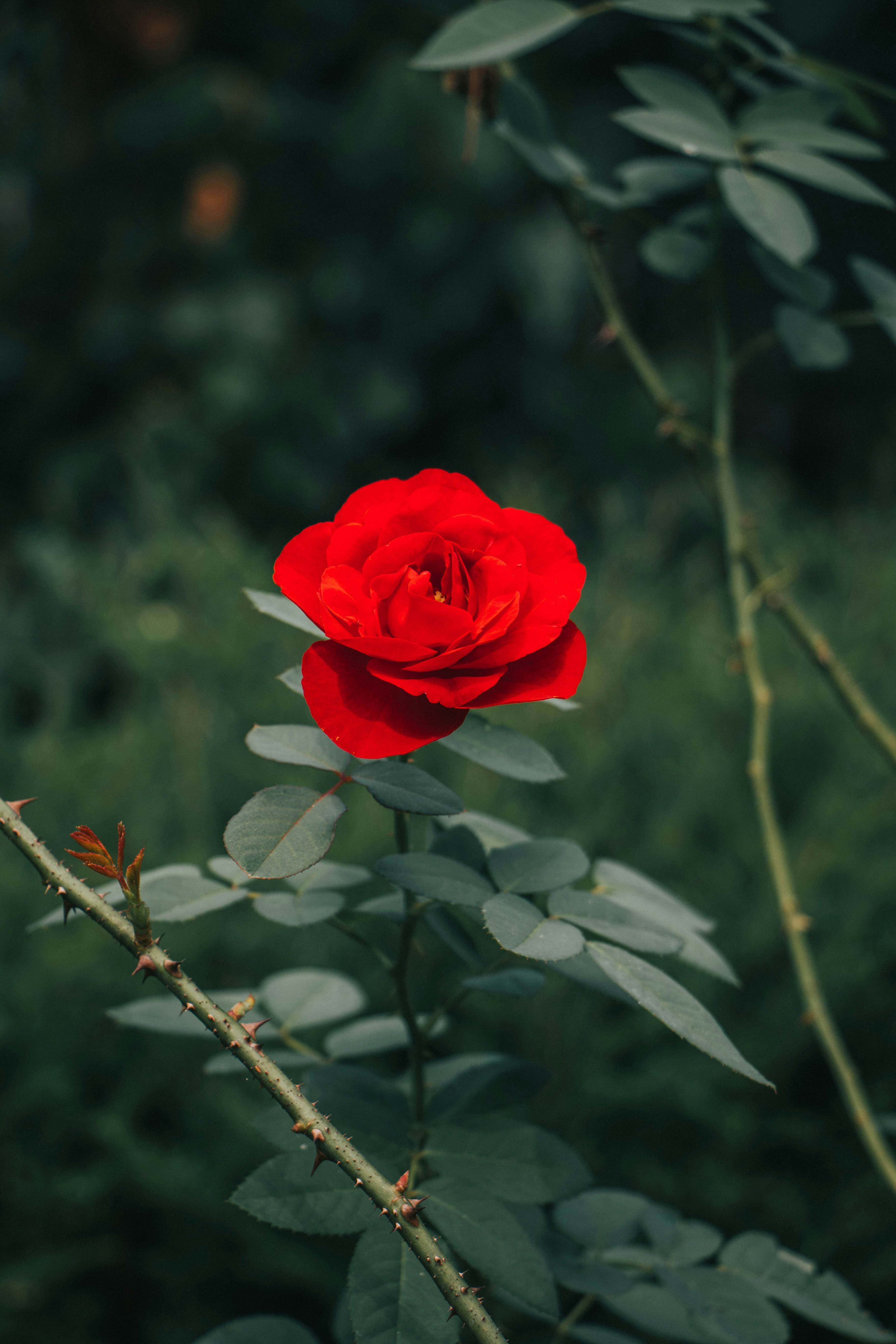 Photo by rishabh_mathew