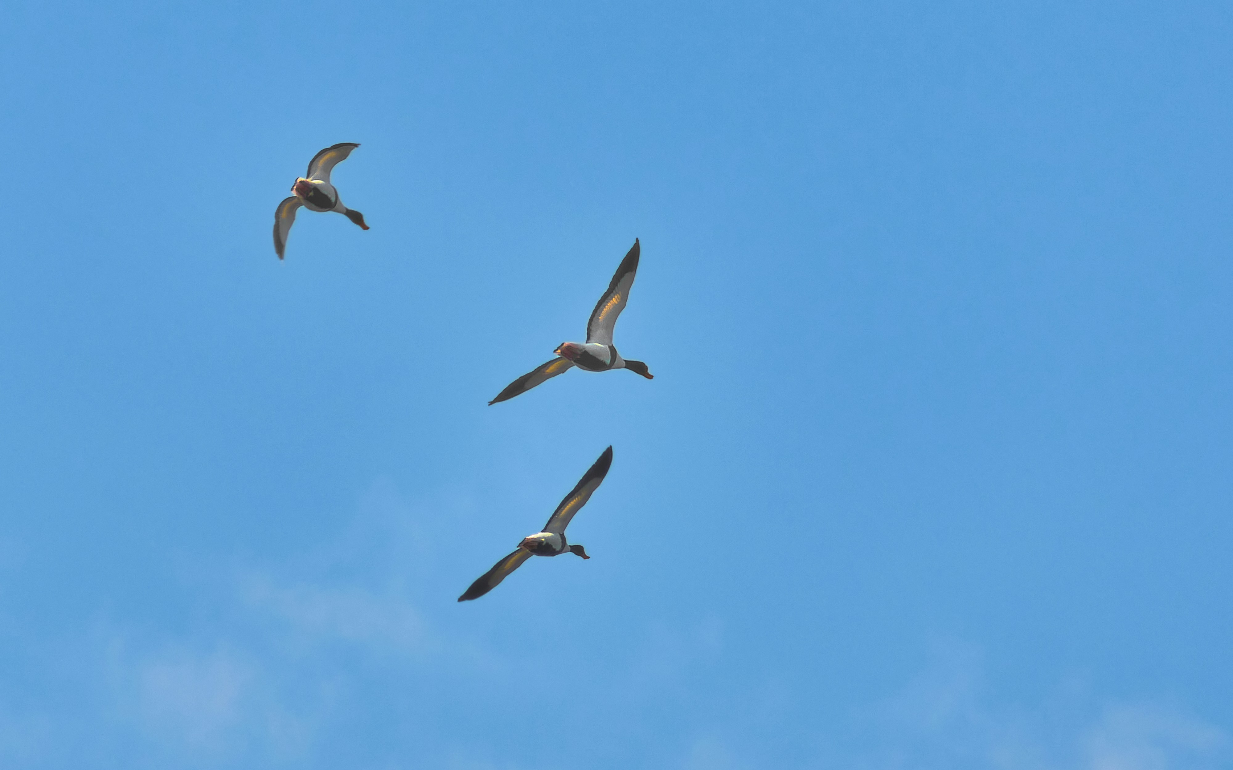 birds flying in the sky