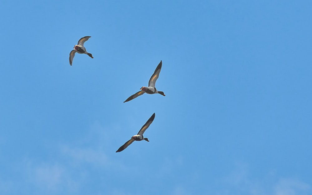 Uccelli che volano nel cielo