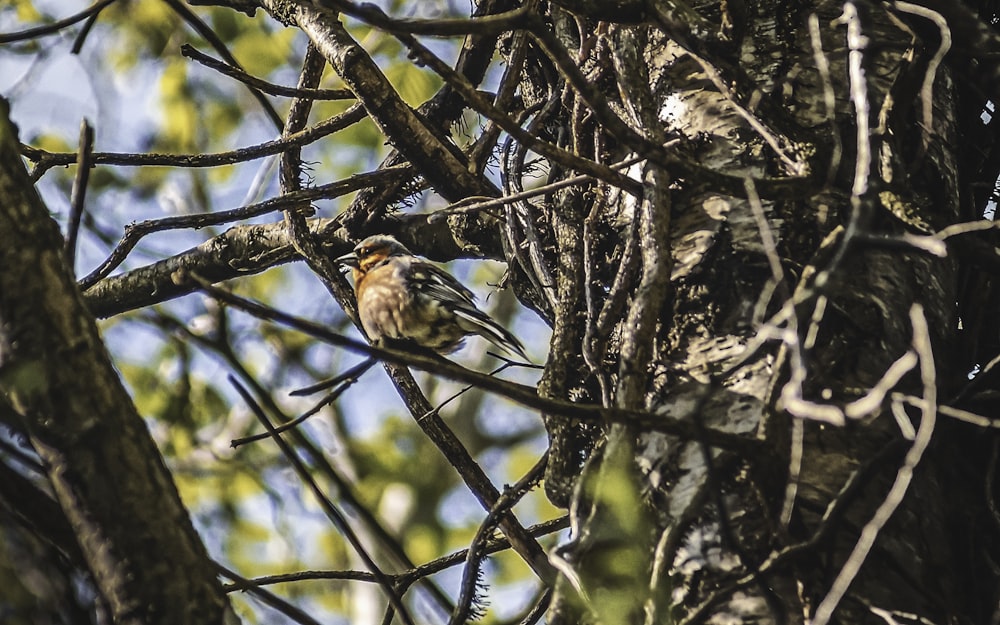 a bird sits on a tree branch