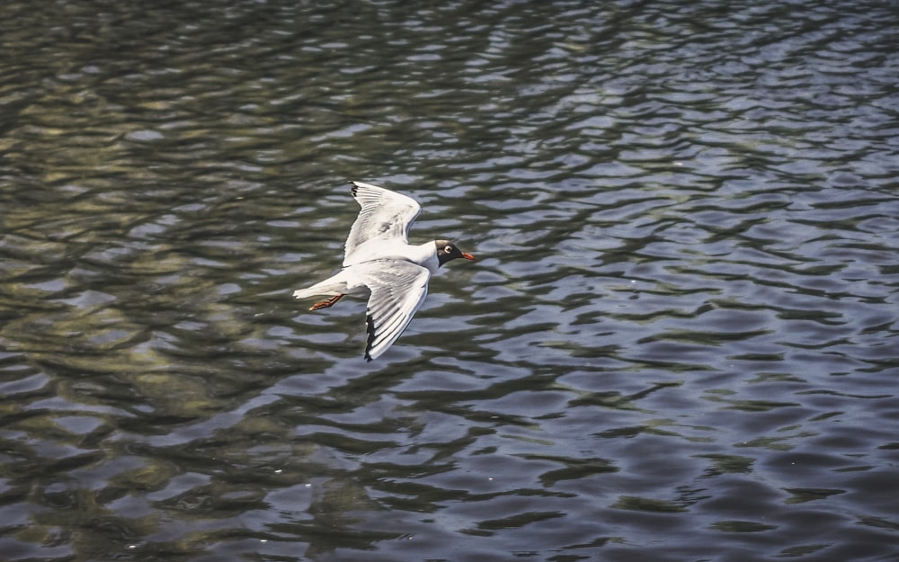 a bird flying over water