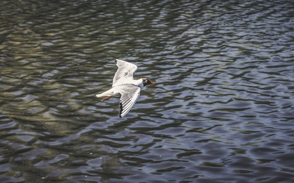 Ein Vogel fliegt über Wasser