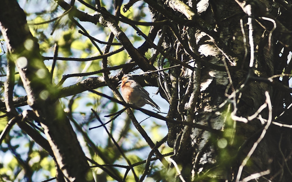 a bird perched on a tree branch