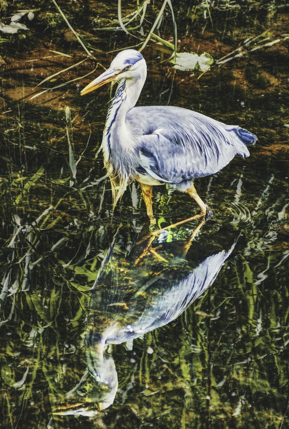 a bird standing in water