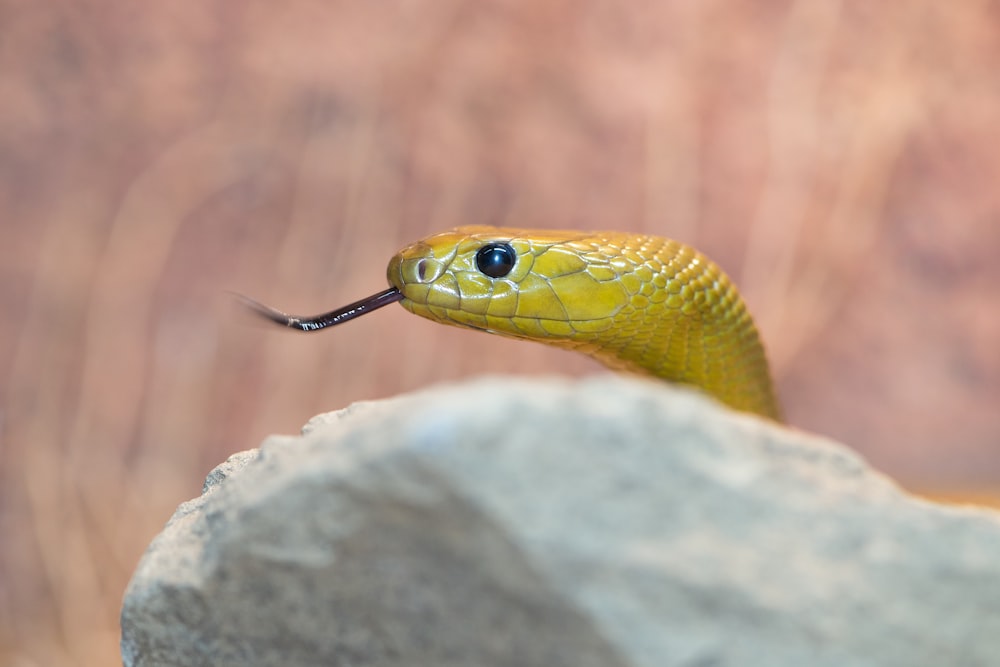 a yellow and black frog on a rock