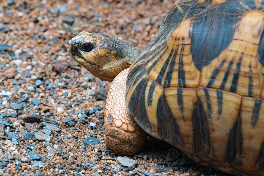 Eine Schildkröte auf dem Boden