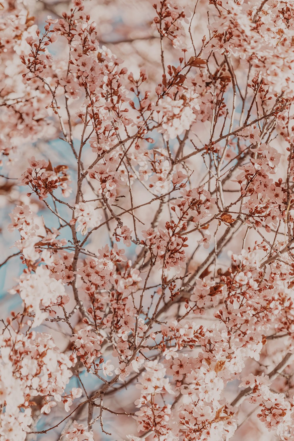 a tree with pink blossoms