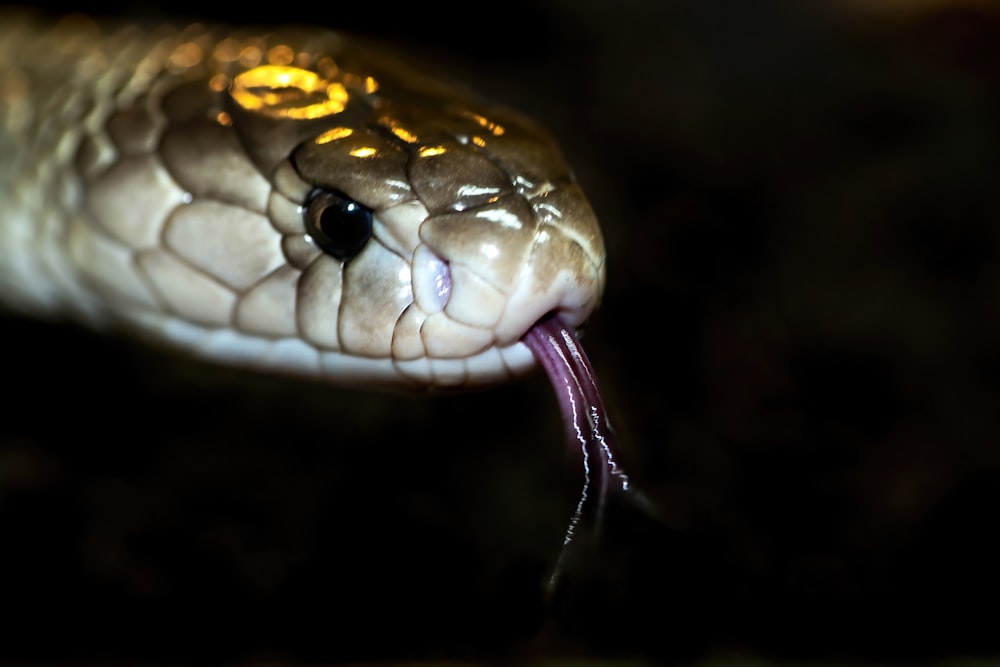 a close up of a snake