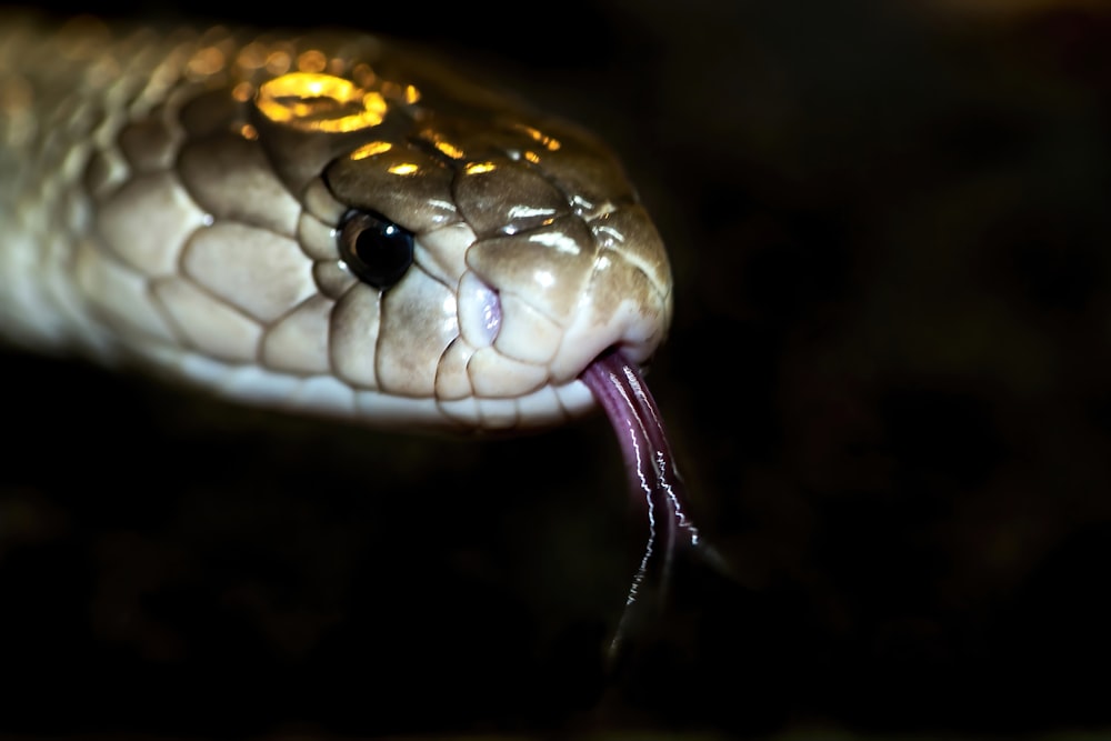 Un primer plano de una serpiente