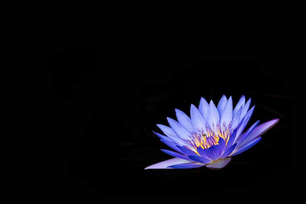 a flower with a black background