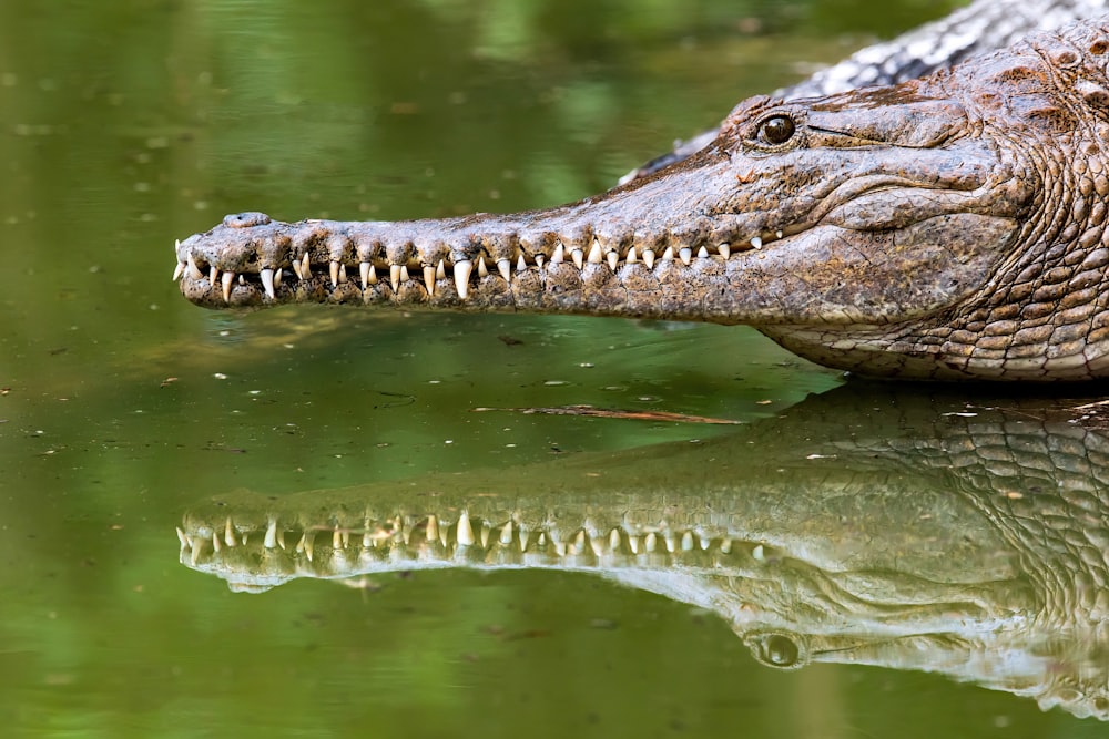 a crocodile in the water