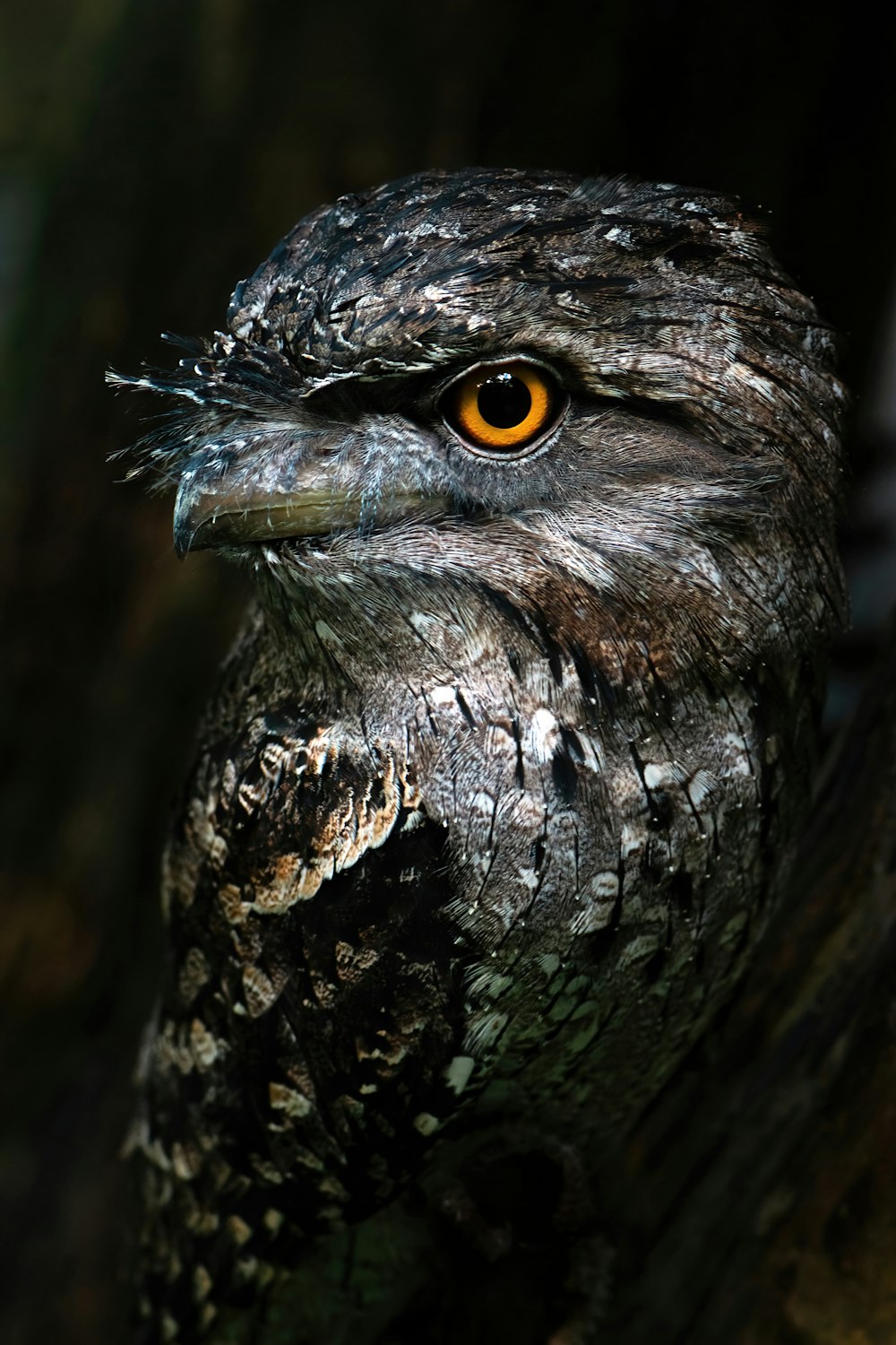 a close up of a bird