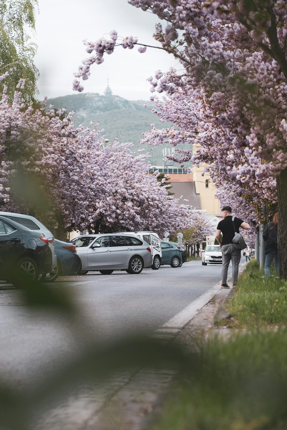 a person walking down a street with cars and flowering trees