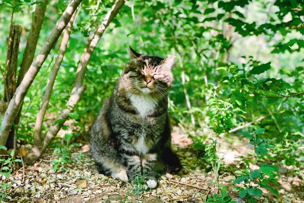 a cat sitting in the woods