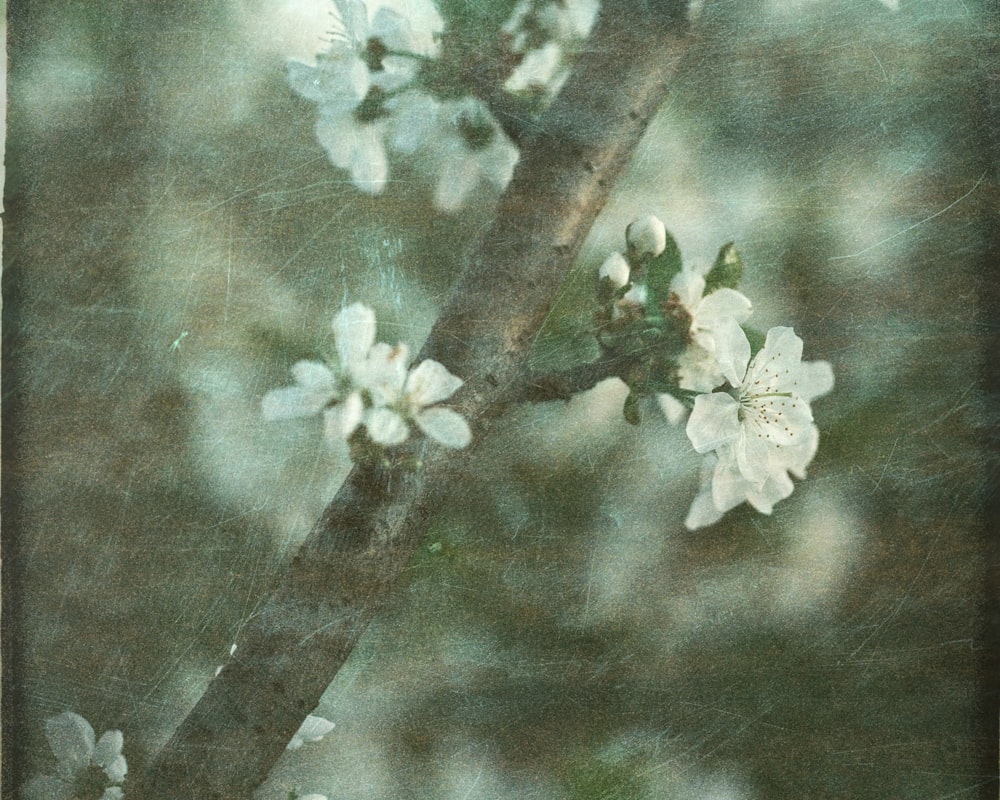 a close up of a tree branch with white flowers