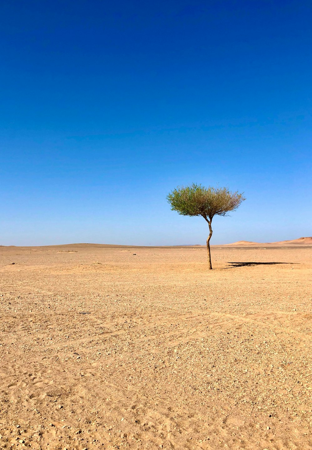 Un árbol en un desierto