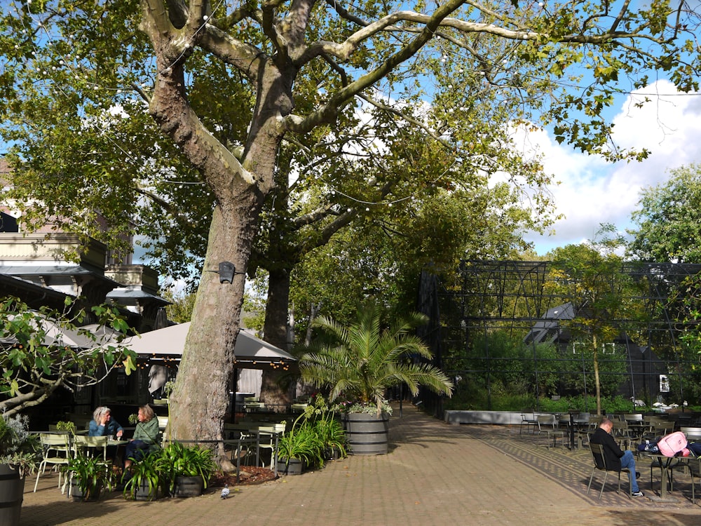 a group of people sitting at tables under a tree