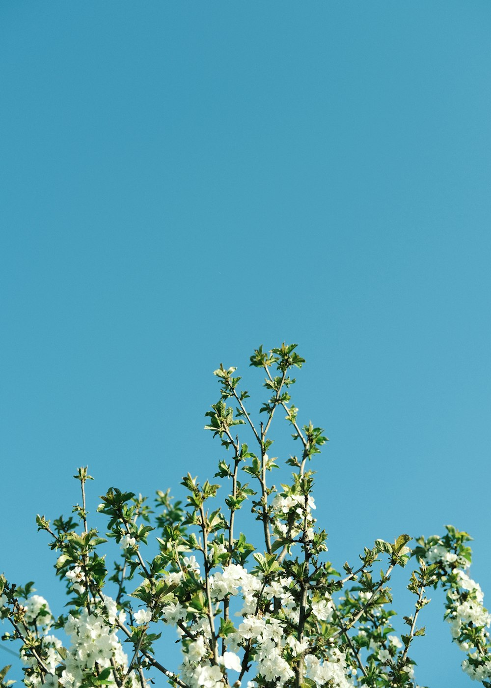 a tree with white flowers