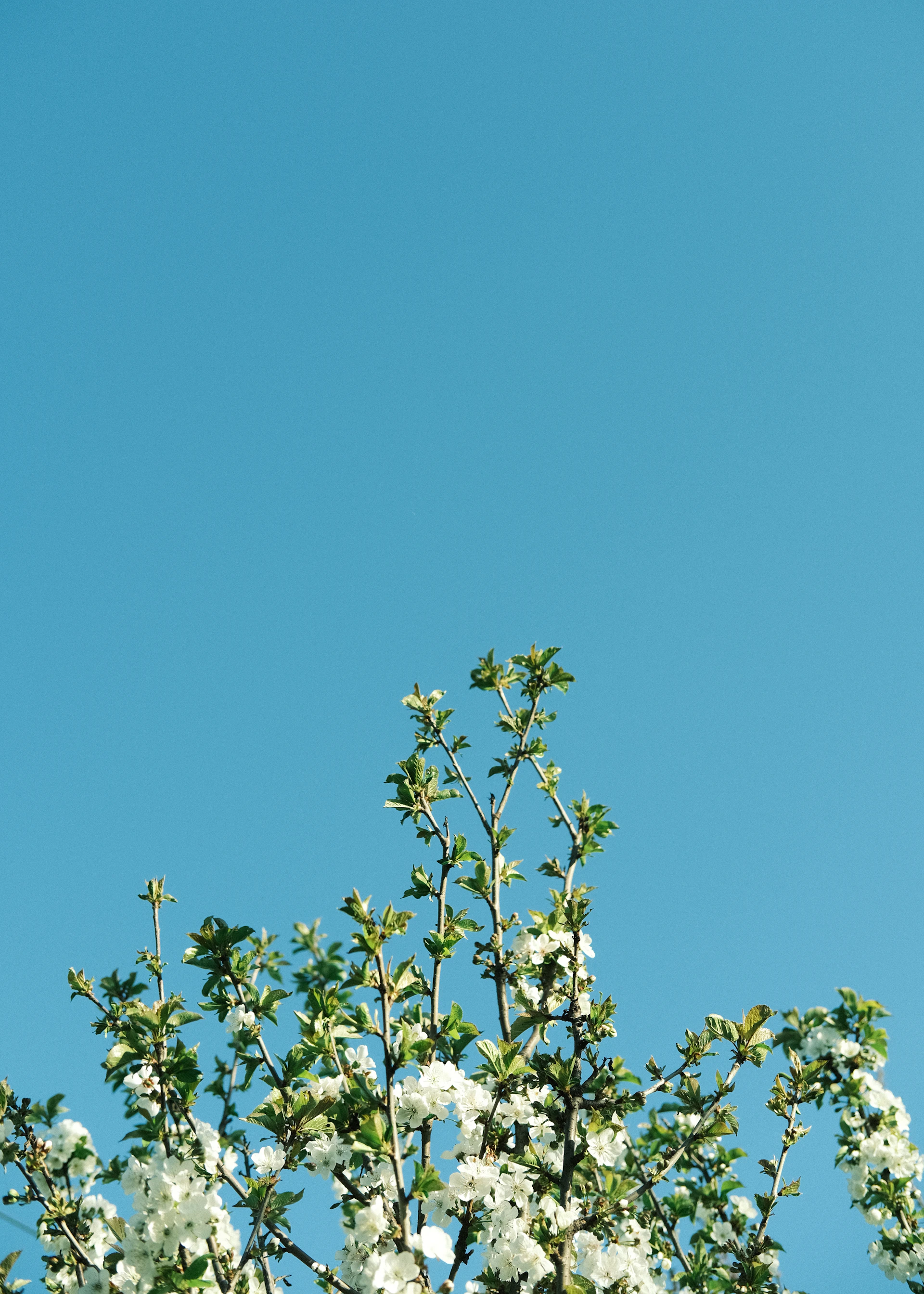 a tree with white flowers