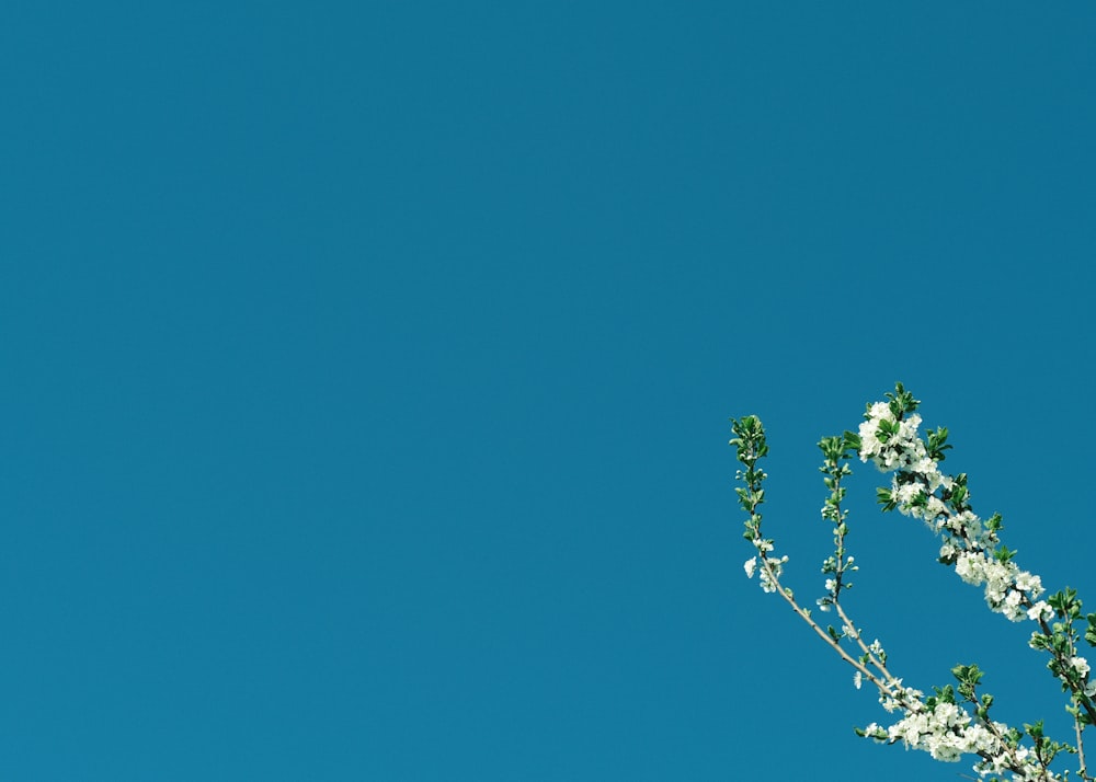 a tree with white flowers