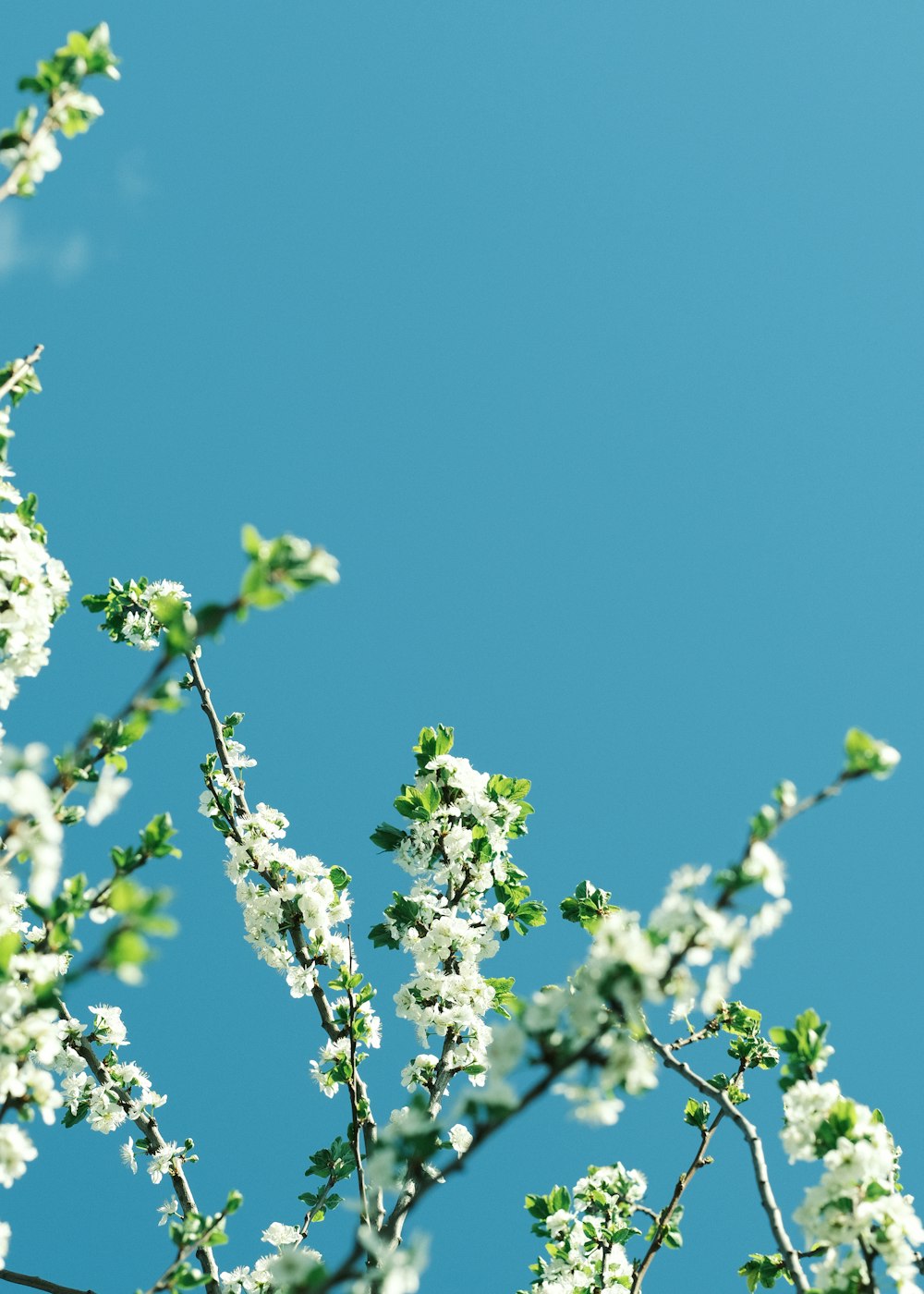 a tree with white flowers